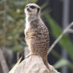 Meercat keeping an eye on Wests Auburn members at visit to the Zoo