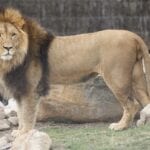 Lion keeping an eye on Wests Auburn members at visit to the Zoo